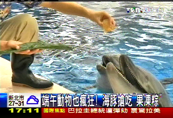 端午動物也瘋狂! 海豚搶吃「果凍粽」