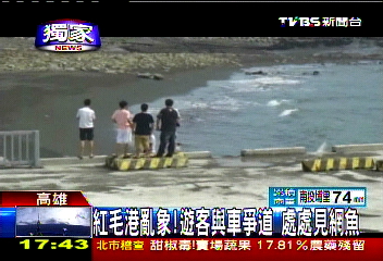 〈獨家〉紅毛港亂象!遊客與車爭道 處處見網魚