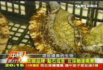 【中國進行式】全球半量!看大陸眼色 「鮑」羅故事