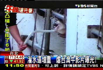台灣牛「肉貴」　活灌水增重影片曝光