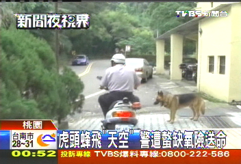 虎頭蜂飛「天空」　警遭螫缺氧險送命