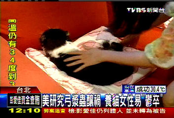 美研究弓漿蟲釀禍　養貓女性易「鬱卒」