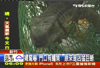 婦驚嚇「門口有鱷魚」 原來是凶猛巨蜥