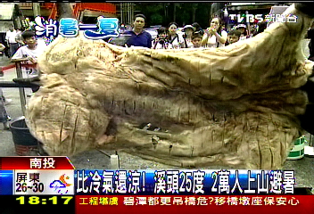 比冷氣還涼!溪頭25度 2萬人上山避暑