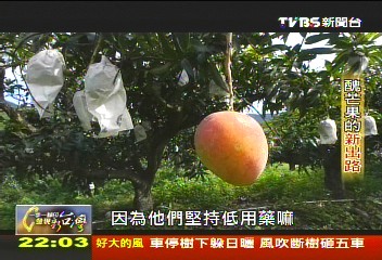 【一步一腳印】拋下鐵飯碗當果農 醜芒果的新出路