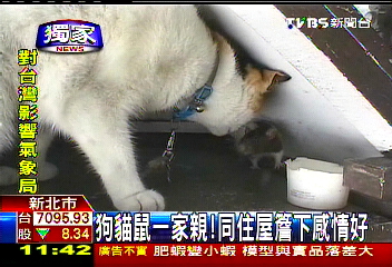 〈獨家〉狗貓鼠一家親! 同住屋簷下感情好