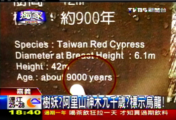 〈獨家〉樹妖?阿里山神木9千歲? 標示烏龍
