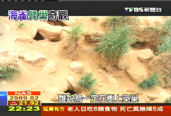 來去北海道　上萬海鳥歸巢奇觀