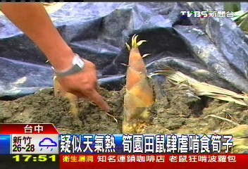 疑似天氣熱　筍園田鼠肆虐啃食筍子