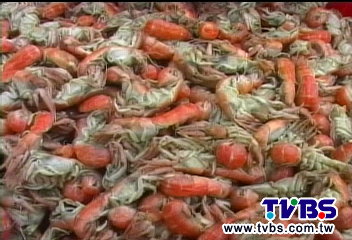 「1隻蝦猴配3碗粥」　蝦猴量減催生保育