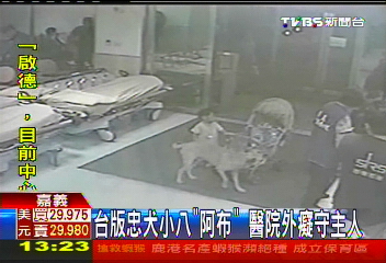 台版忠犬小八「阿布」 醫院外癡守主人