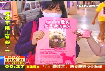 〈獨家〉牠是我親人 飼主5萬獎金尋愛犬