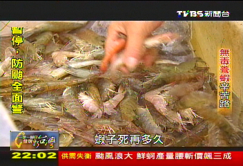 【一步一腳印】自產自銷 無毒養蝦辛苦路