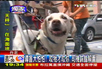 〈獨家〉導盲犬怕怕!咬牠才咬你 司機詼諧解圍