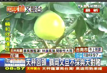 天秤颱風／天秤回頭　鶴岡文旦不採與天對賭