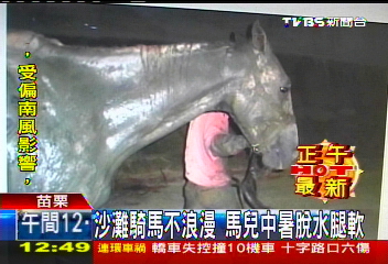 沙灘騎馬不浪漫 馬兒中暑脫水腿軟