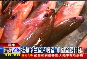 後壁湖生魚片吸客　珊瑚魚跟翻紅