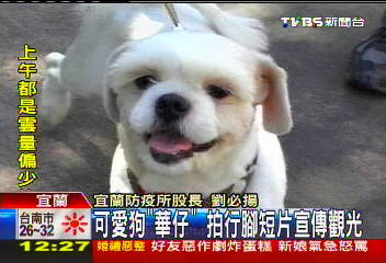 可愛狗「華仔」 拍行腳短片宣傳觀光