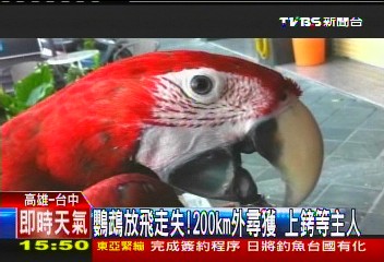 鸚鵡放飛走失!200KM外尋獲 上銬等主人