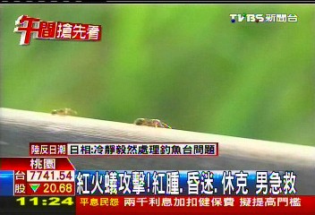 紅火蟻攻擊!紅腫、昏迷、休克 男急救