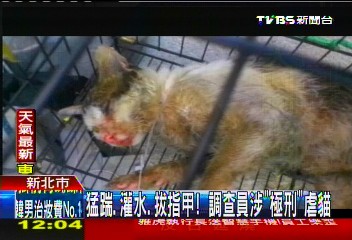 猛踹、灌水、拔指甲？　調查員涉「極刑」虐貓