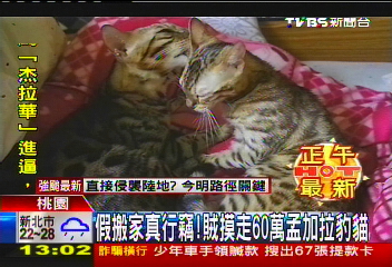 假搬家真行竊! 賊摸走60萬孟加拉豹貓