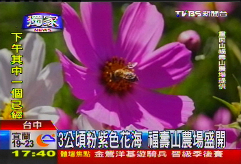 〈獨家〉3公頃粉紫色花海　福壽山農場盛開