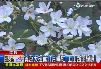 氣候影響錯亂了! 埔里櫻花、油桐花10月開