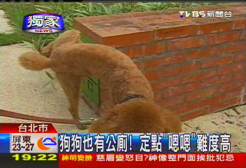 〈獨家〉狗狗也有公廁! 定點「嗯嗯」難度高