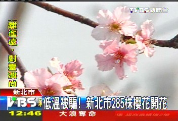 低溫被騙！　新北市285株櫻花開花