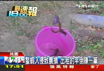 螯蝦入侵致農損　出租釣竿倒賺一筆