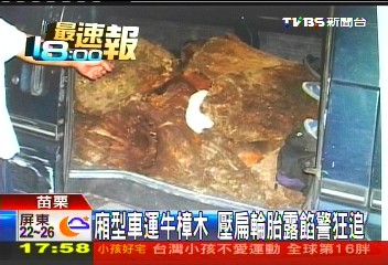 廂型車運牛樟木　壓扁輪胎露餡警狂追