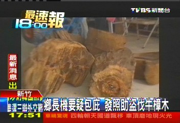 鄉長機要疑包庇 發照助盜伐牛樟木