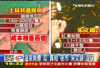 〈獨家〉溫泉魚「咬」腳皮？　夜市「朱文錦」魚目混珠
