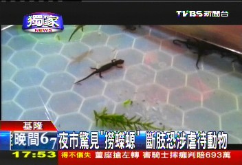 〈獨家〉夜市驚見「撈蠑螈」 斷肢恐涉虐待動物