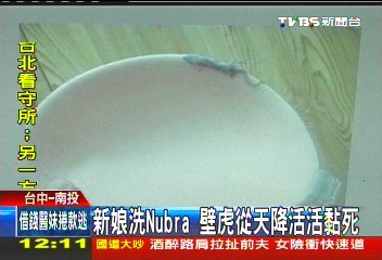 新娘洗NuBra　壁虎從天降活活黏死