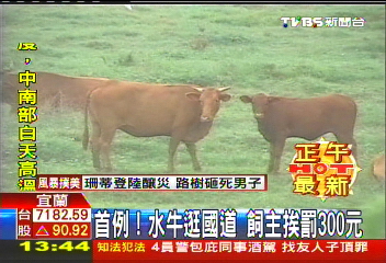 首例!水牛逛國道 飼主挨罰300元