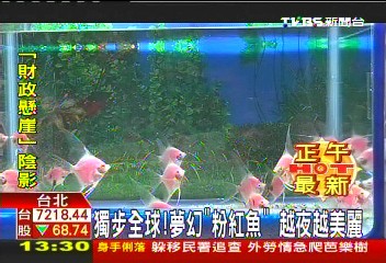 獨步全球!夢幻「粉紅魚」 越夜越美麗