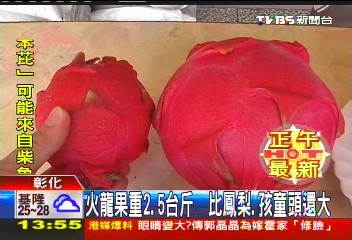 火龍果重2.5台斤 比鳳梨、孩童頭還大