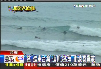 「鯊」進東台灣!連抓3鯊魚 衝浪賽警戒