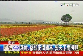 新社、橋頭花海開幕　變天下雨掃興