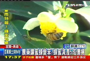 農藥讓蜜蜂變笨？　蜂蜜減產5成價揚