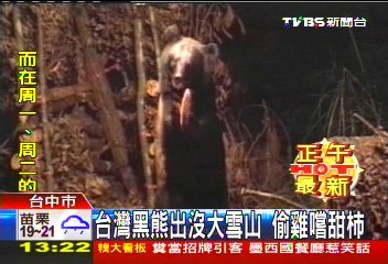 台灣黑熊出沒大雪山　偷雞嚐甜柿