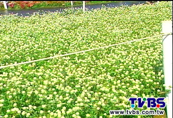 又冷又熱花海生病! 圓仔花得「葉斑病」