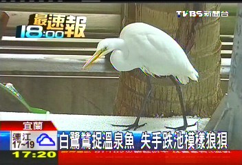 白鷺鷥捉溫泉魚　失手跌池模樣狼狽