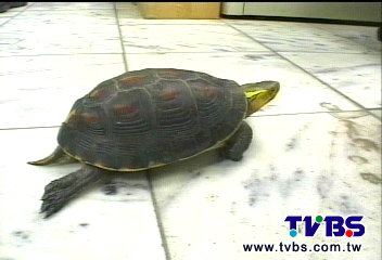 叩叩叩!夜半敲門聲 「撞龜」誤認撞鬼