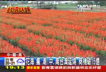 花海「瘋」潮!中、南台灣延燒 商機破15億