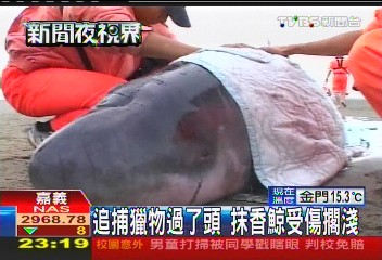 追捕獵物過了頭 抹香鯨受傷擱淺