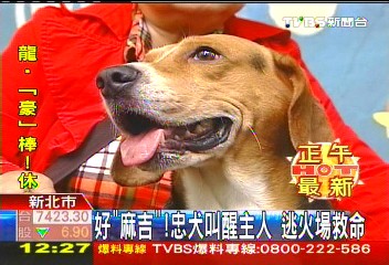 好「麻吉」!忠犬叫醒主人 逃火場救命