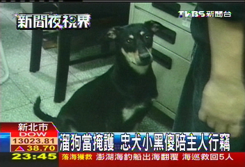 遛狗當掩護 忠犬小黑傻陪主人行竊